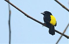 Flame-rumped Tanager